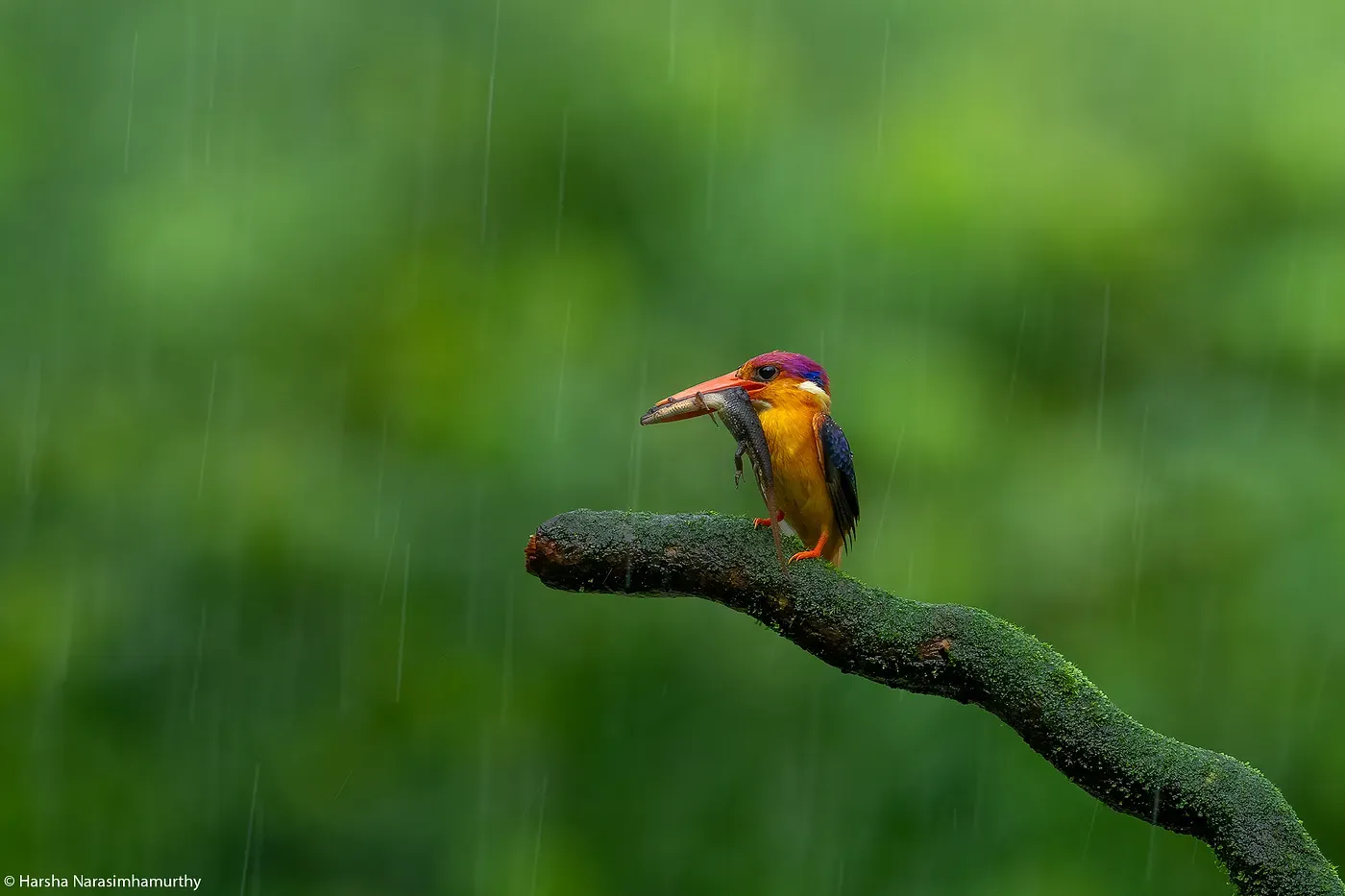 Freeze or Blur: Mastering Shutter Speed with the Oriental Dwarf Kingfisher