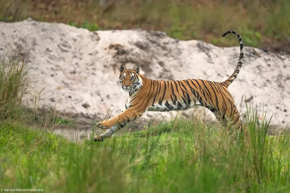 Jumping tiger