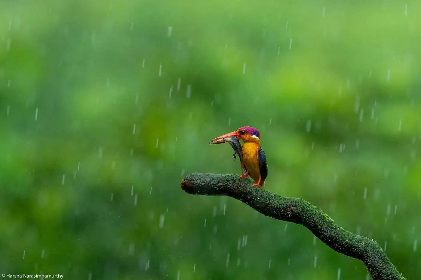 Shutter speed of 1/1600