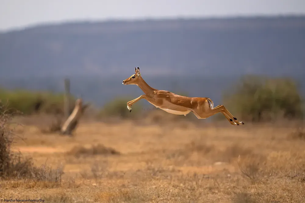 Jumping deer